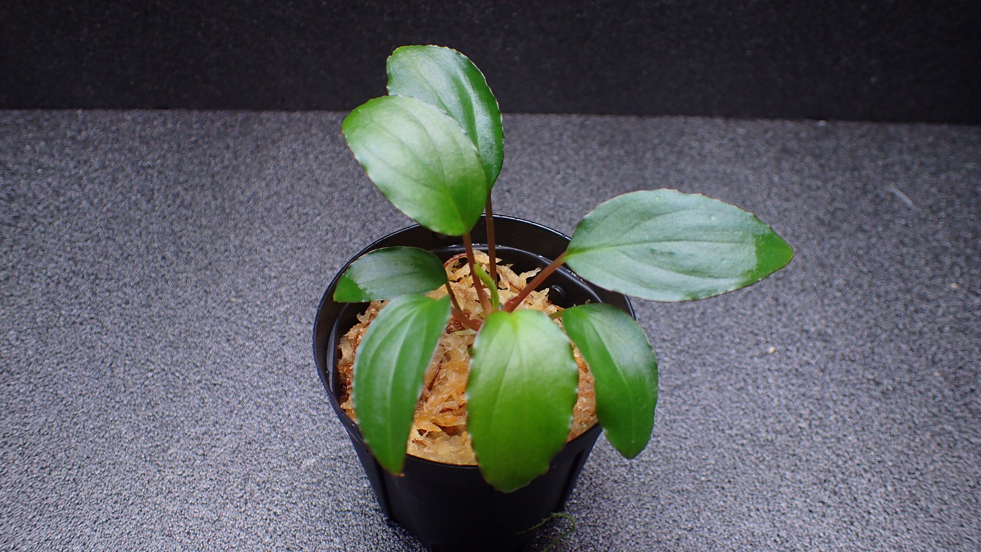Homalomena sp Mahakam hulu Kalimantan timur 1株 | 熱帯植物 水草