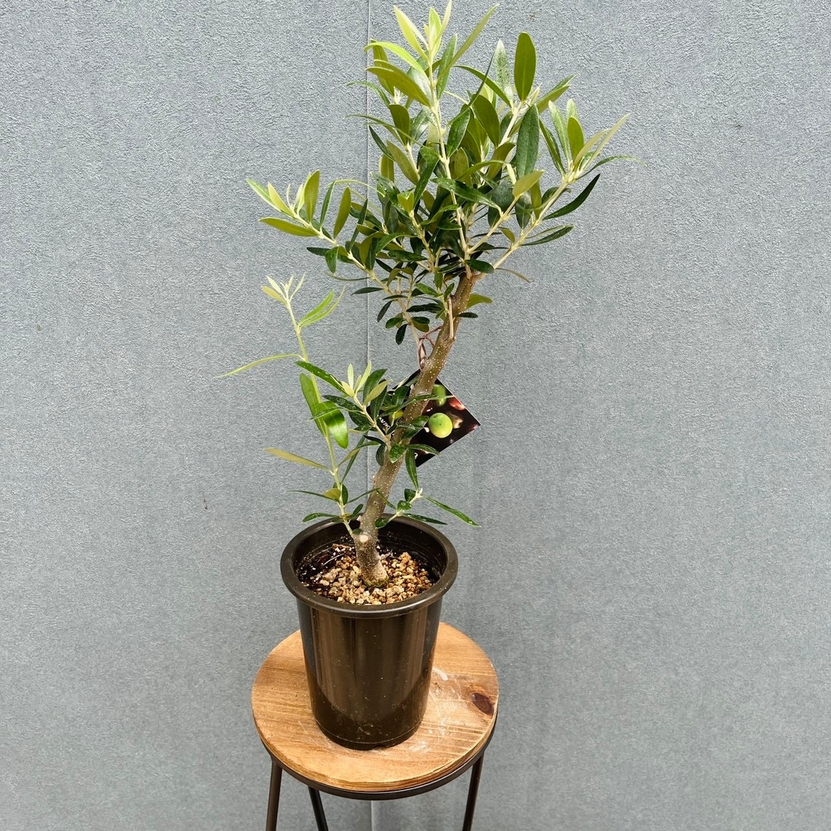 現品］16番 創樹 オリーブ ネバディロブランコ 4号 観葉植物 屋外 