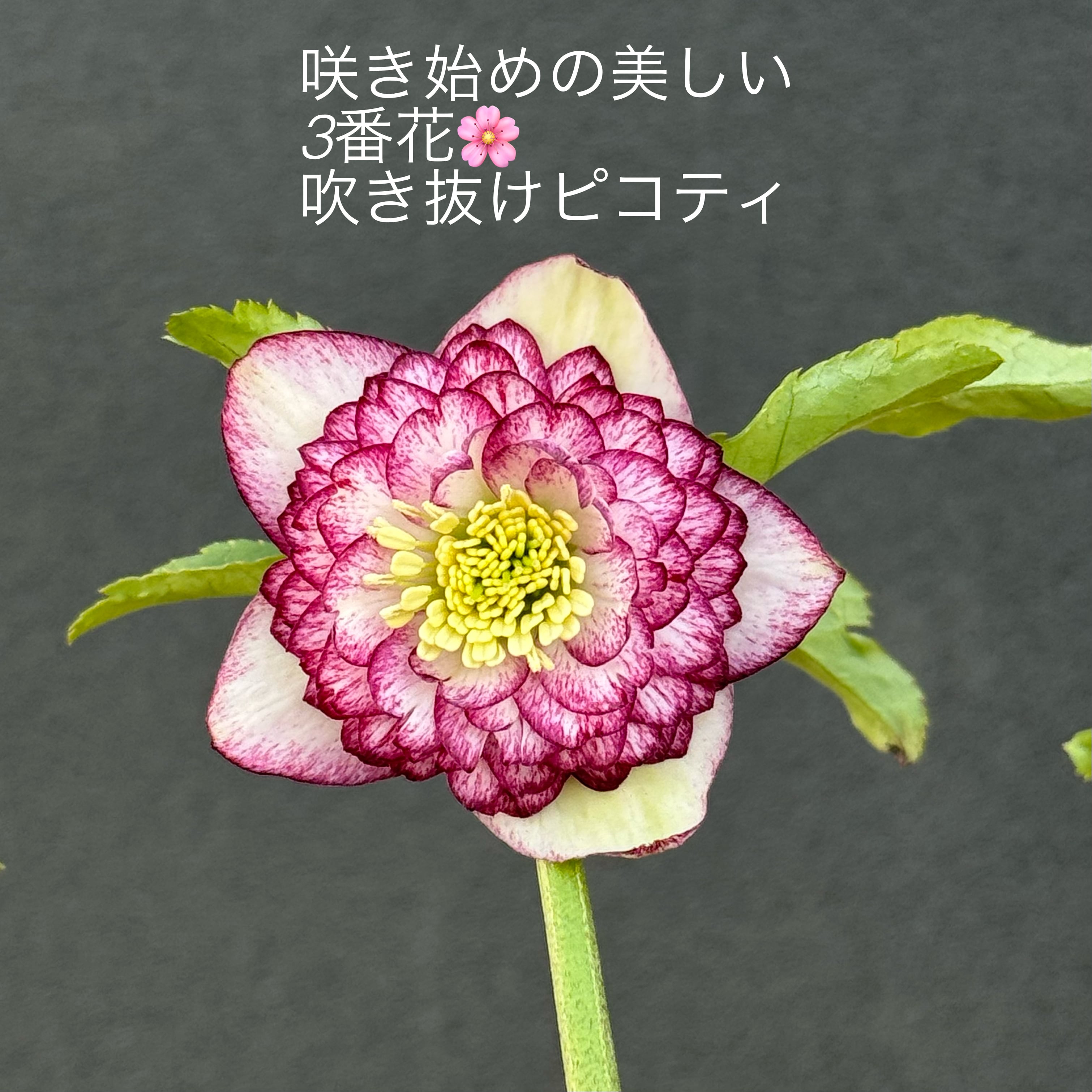 加藤農園 - クリスマスローズ・多肉shop 涼花(SUZUKA) クリスマス