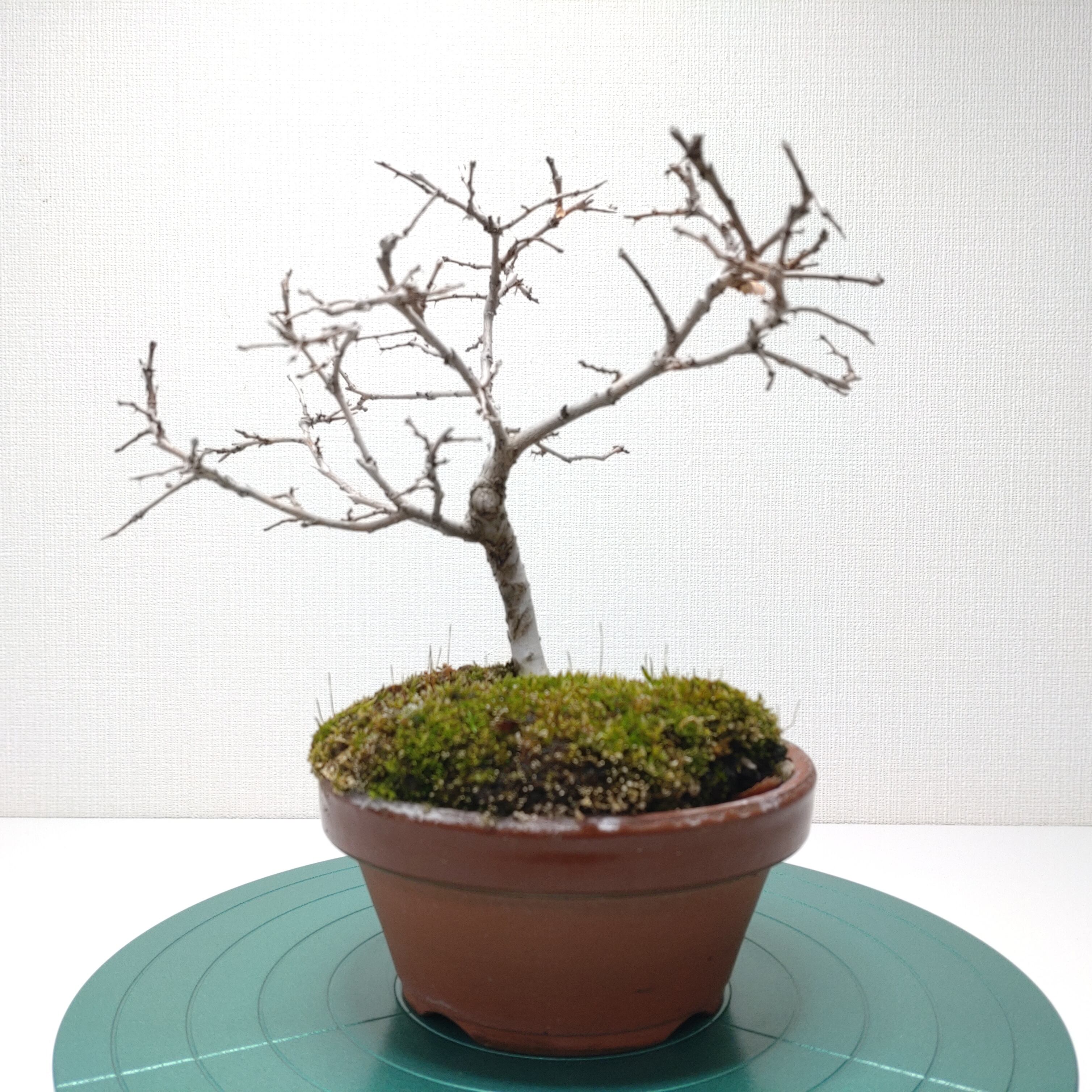 楡欅（けやき） 大型一木彫り 葡萄とりす