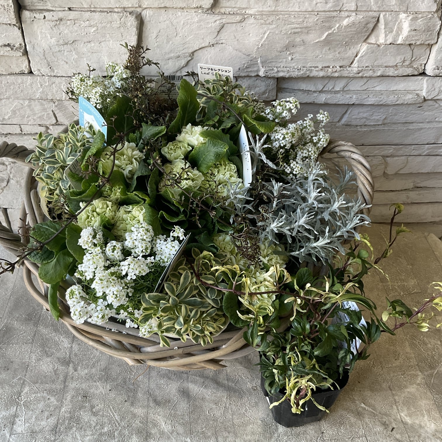 プリムラ レトロボックス | 橋本種苗園