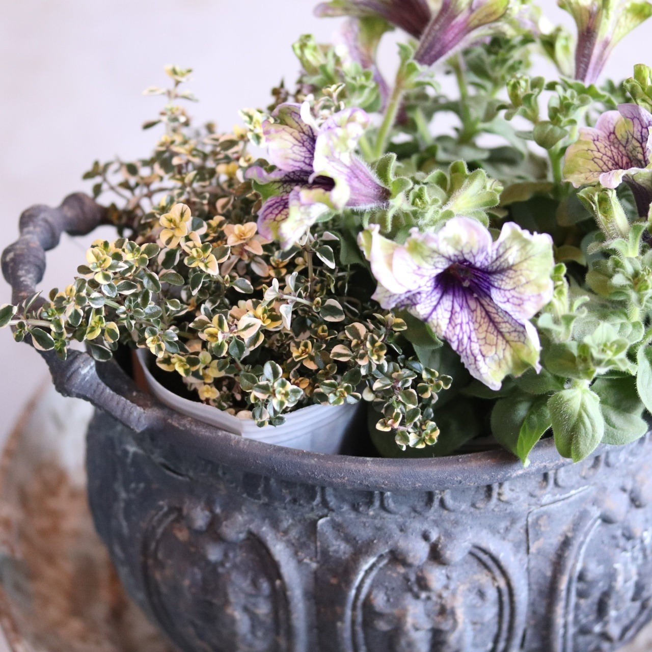 mondimanche タイムドレスホワイト　ハーブ　宿根草|　寄せ植えにオススメ　カラーリーフ　庭、花壇にオススメ　丈夫　初心者にオススメ　