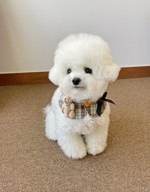 即納 【hugmemore】doricape (cocoa)