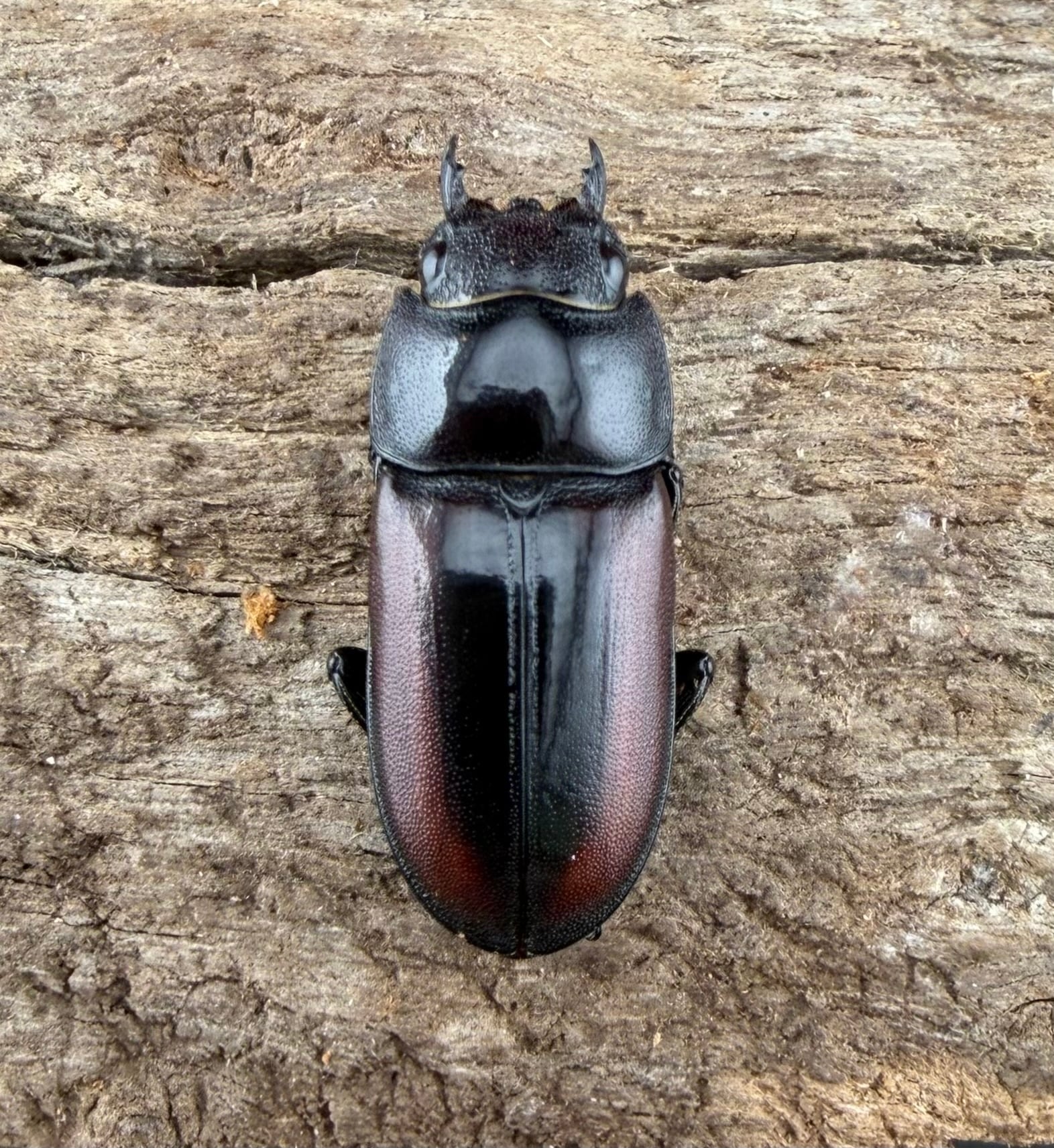 WF3】《アキソプシスコクワガタ 31mm ペア》 | KPW公式オンラインショップ