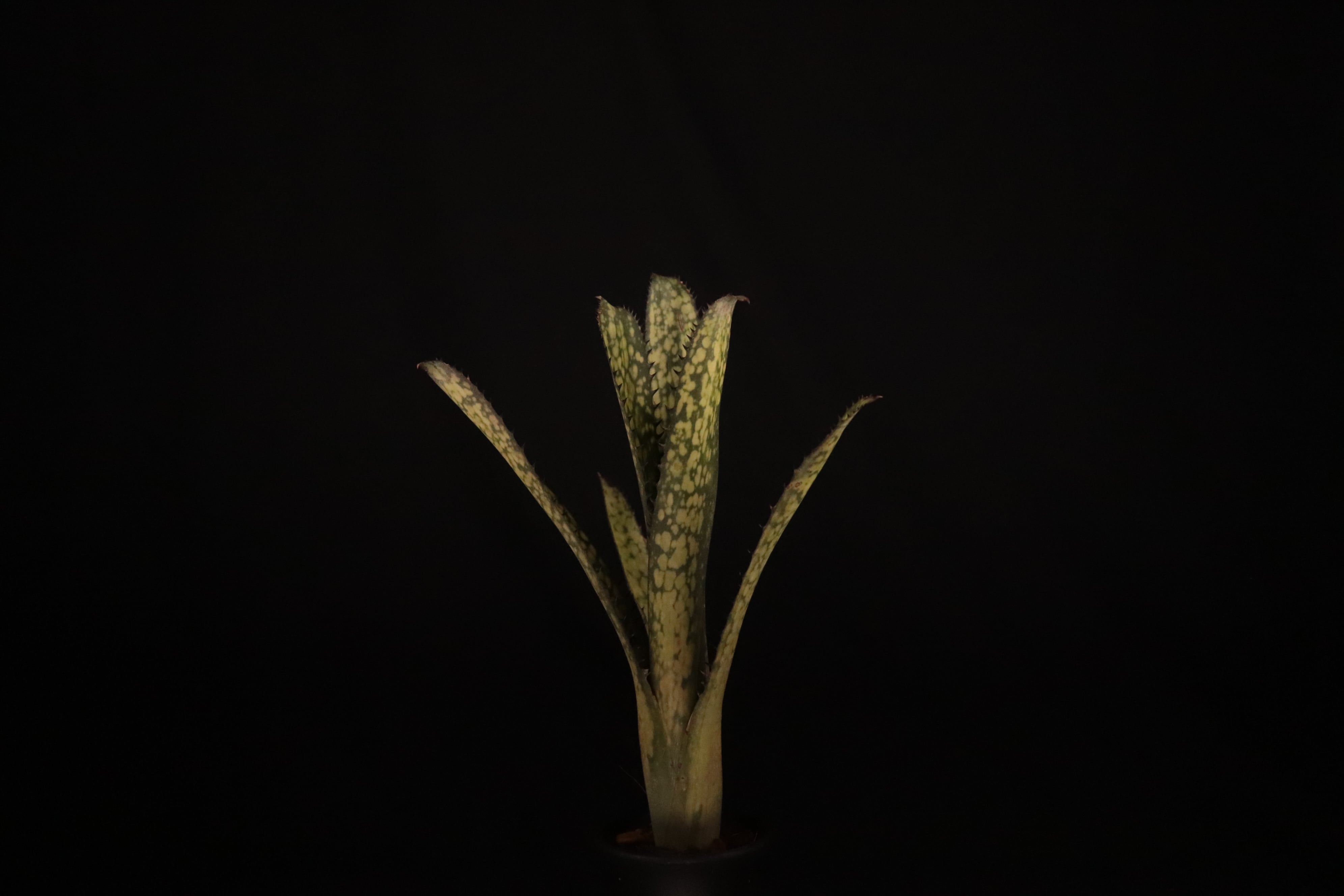 送料無料】Billbergia 'Kolan Apocalyptic' x 'Kolan Crunch