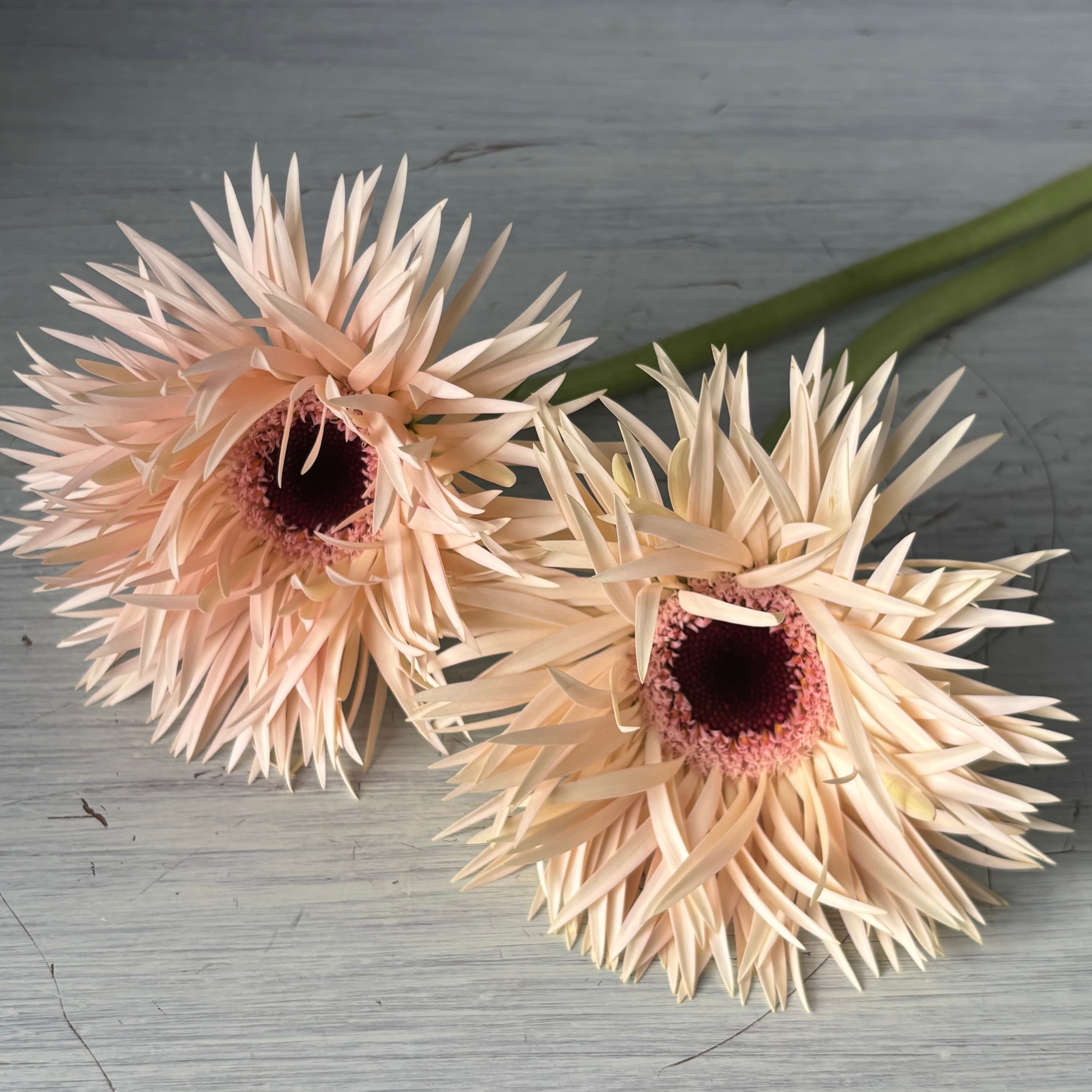 エレガントな大輪ガーベラ 西浦さんの”ガーデンゴースト”10本 | 新鮮