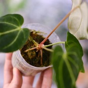 アンスリウム・レガレ / Anthurium Regale⑩