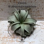 【送料無料】キセログラフィカS〔エアプランツ〕現品発送T0135