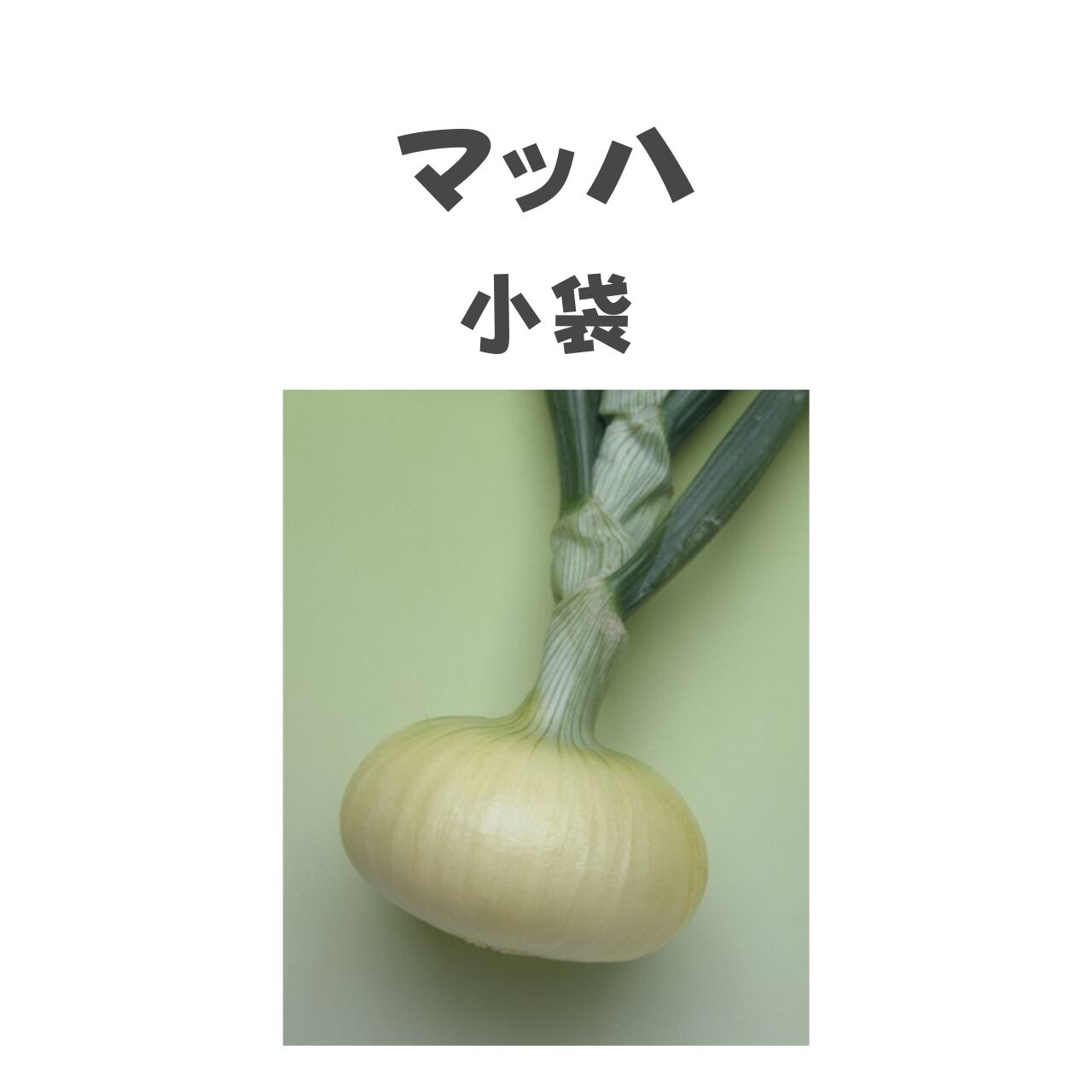 マッハ タマネギ種子・DF小袋