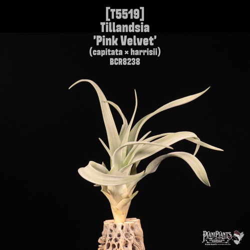 【送料無料】'Pink Velvet'〔エアプランツ〕現品発送T5519