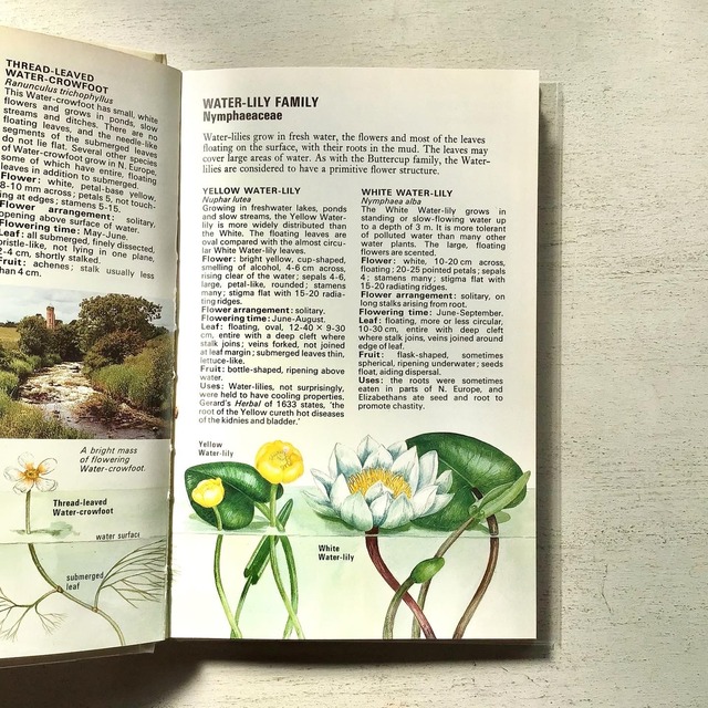 野生の花のイラスト図鑑 Wild Flowers Folklora