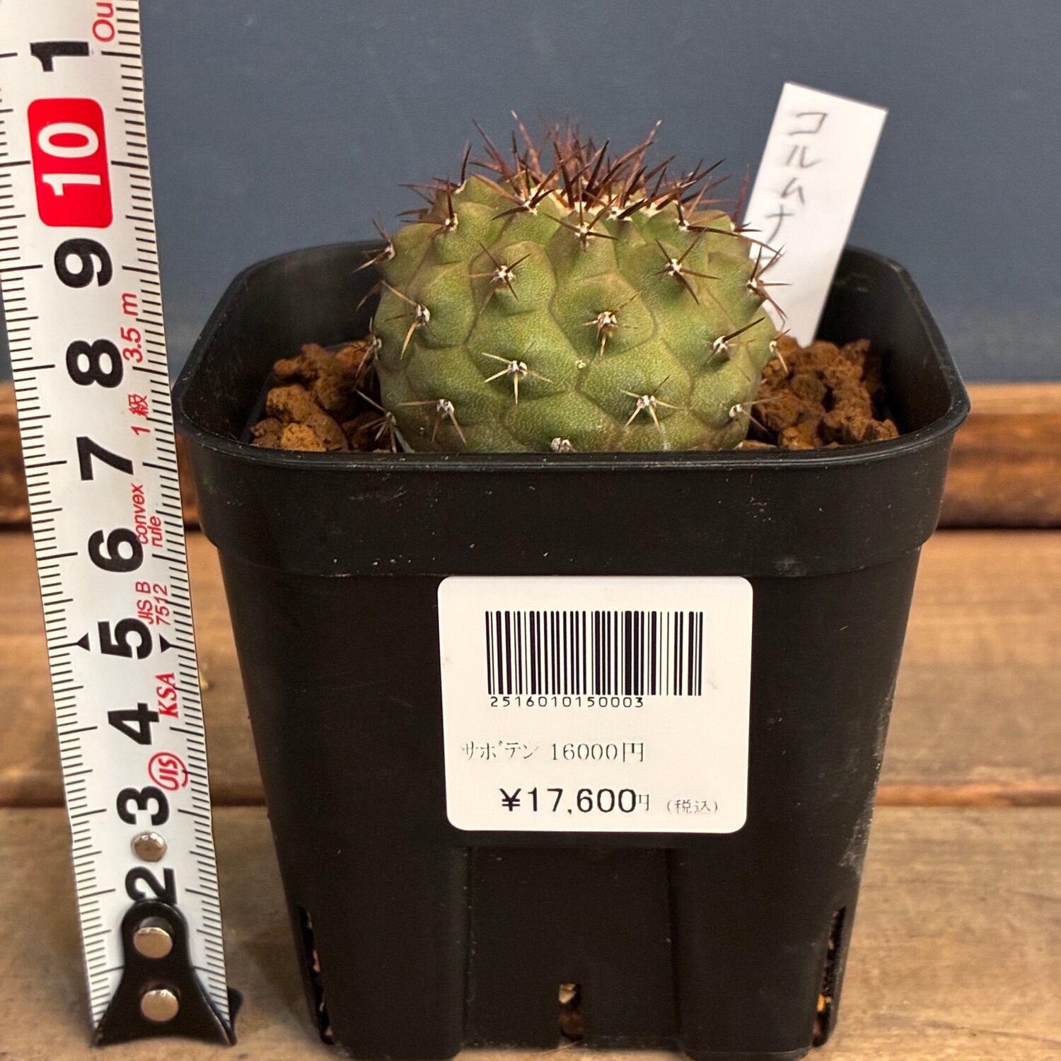 Copiapoa】サボテン コピアポア コルムナアルバ 孤竜丸 実生【561