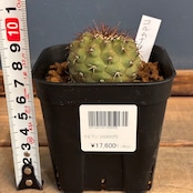【Copiapoa】サボテン　コピアポア　コルムナアルバ　孤竜丸 実生【561】