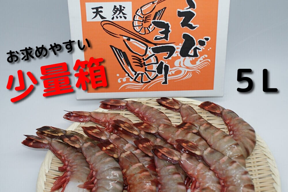 ≪えびまつりシリーズ≫シータイガー（天然）5L 900g 約15尾 | 中央
