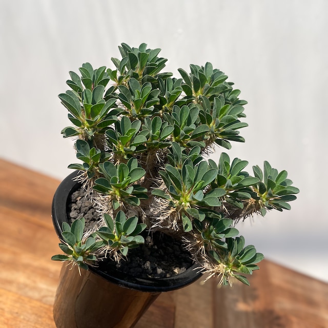 Euphorbia guillauminiana【ユーフォルビア・ギラウミニアナ】