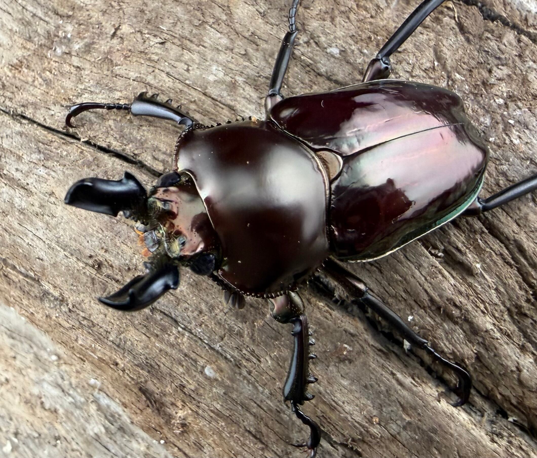 ニジイロクワガタ ダークレッド系 44mm ペア》 | KPW公式オンライン