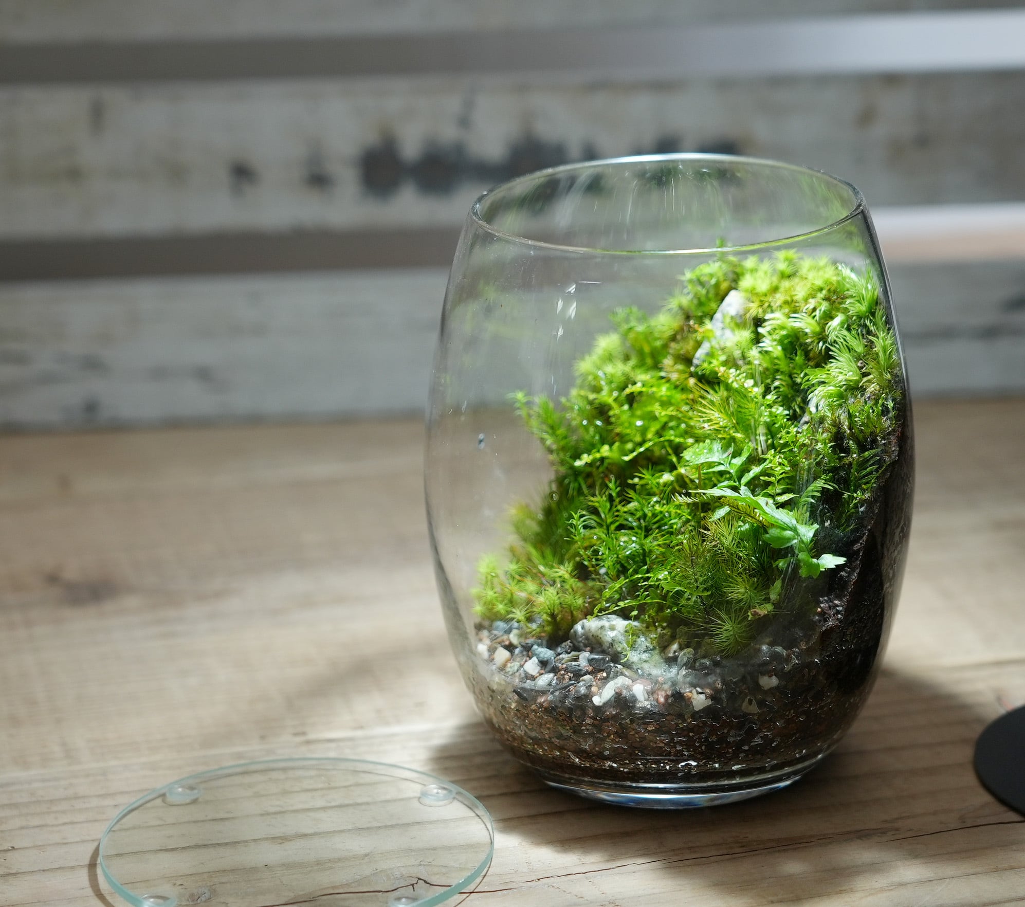 食虫植物とコケの大型パルダリウム 苔 テラリウム グラステラリウム