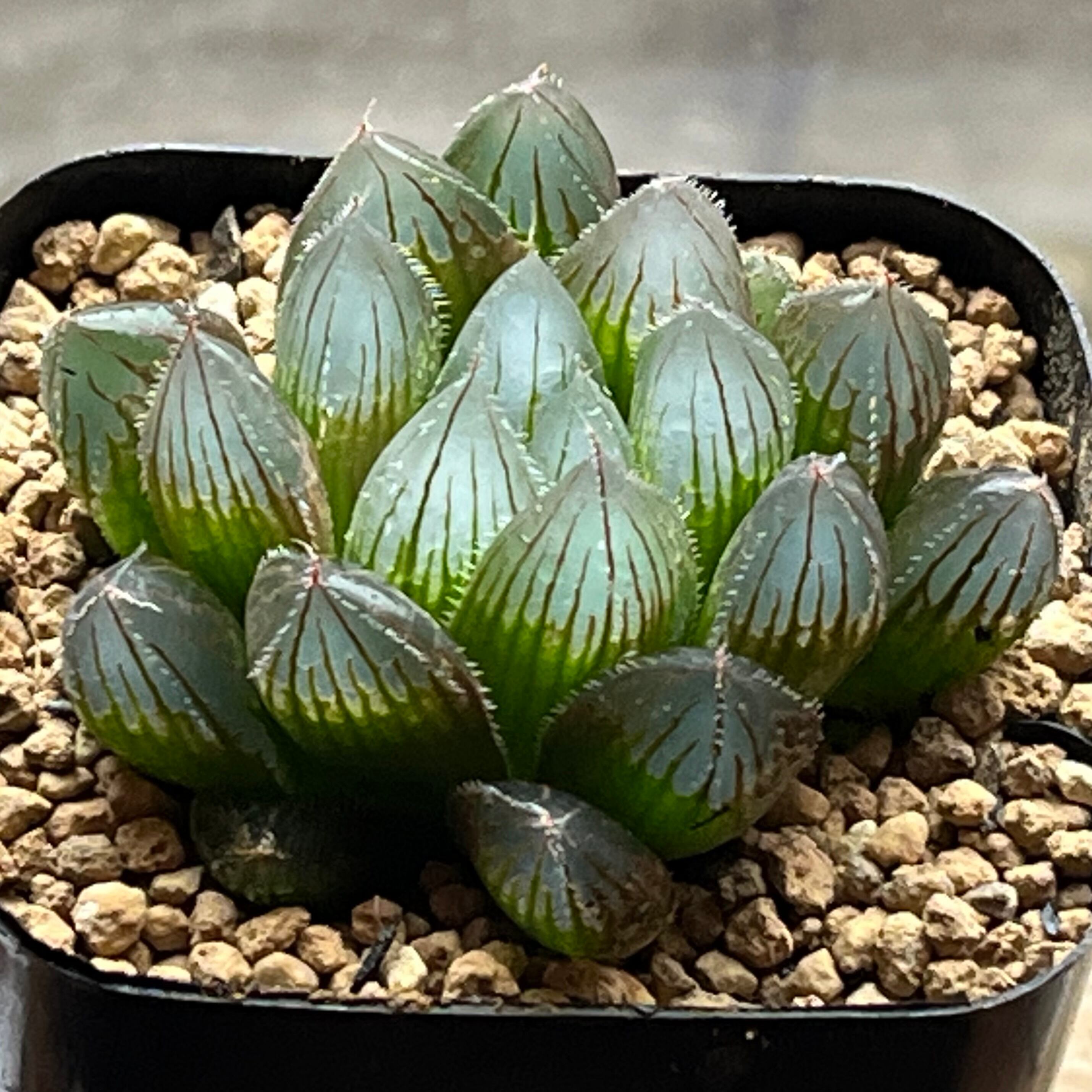 オブツーサ系 | mocono_plants