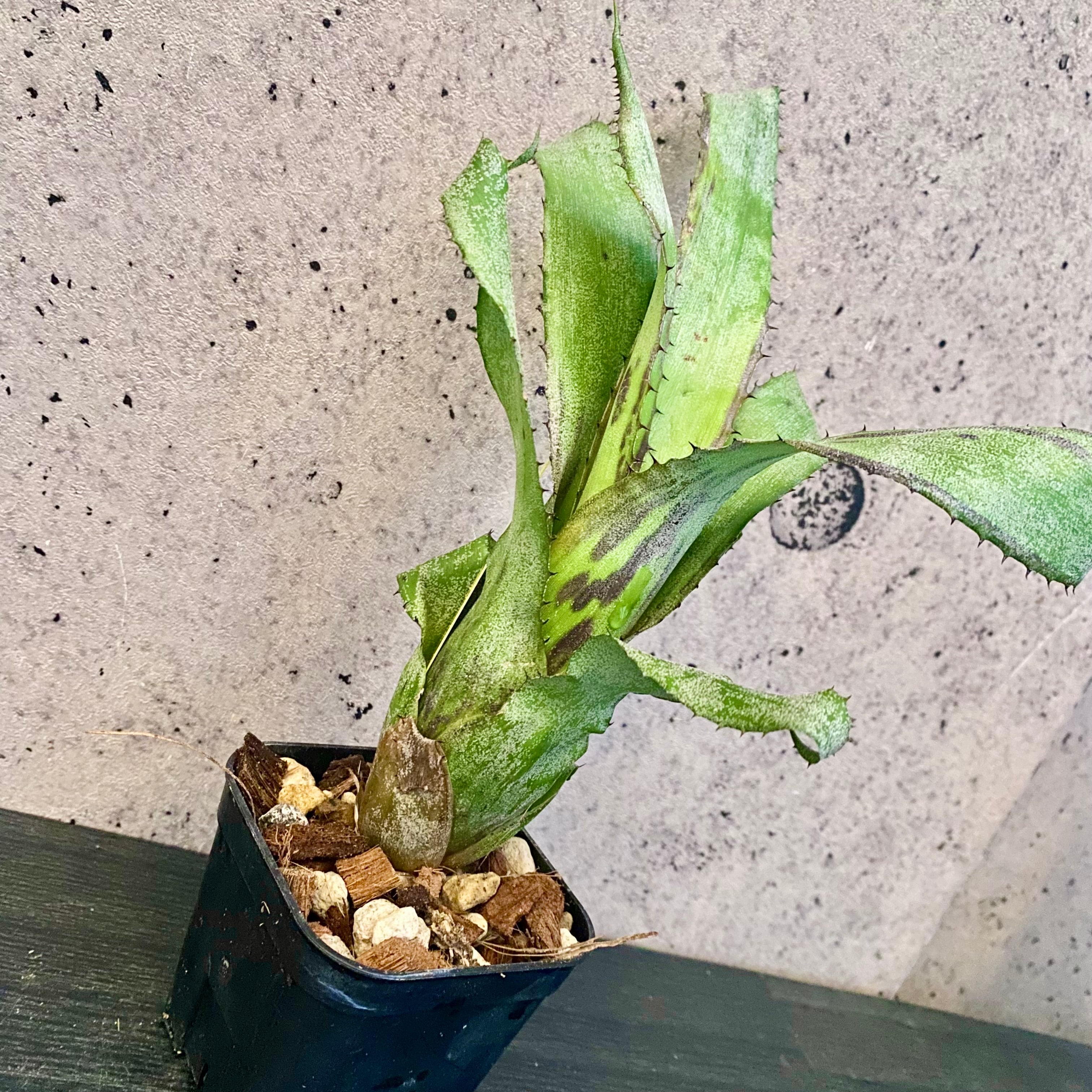 タンクブロメリア | Planet Plants プラネットプランツ