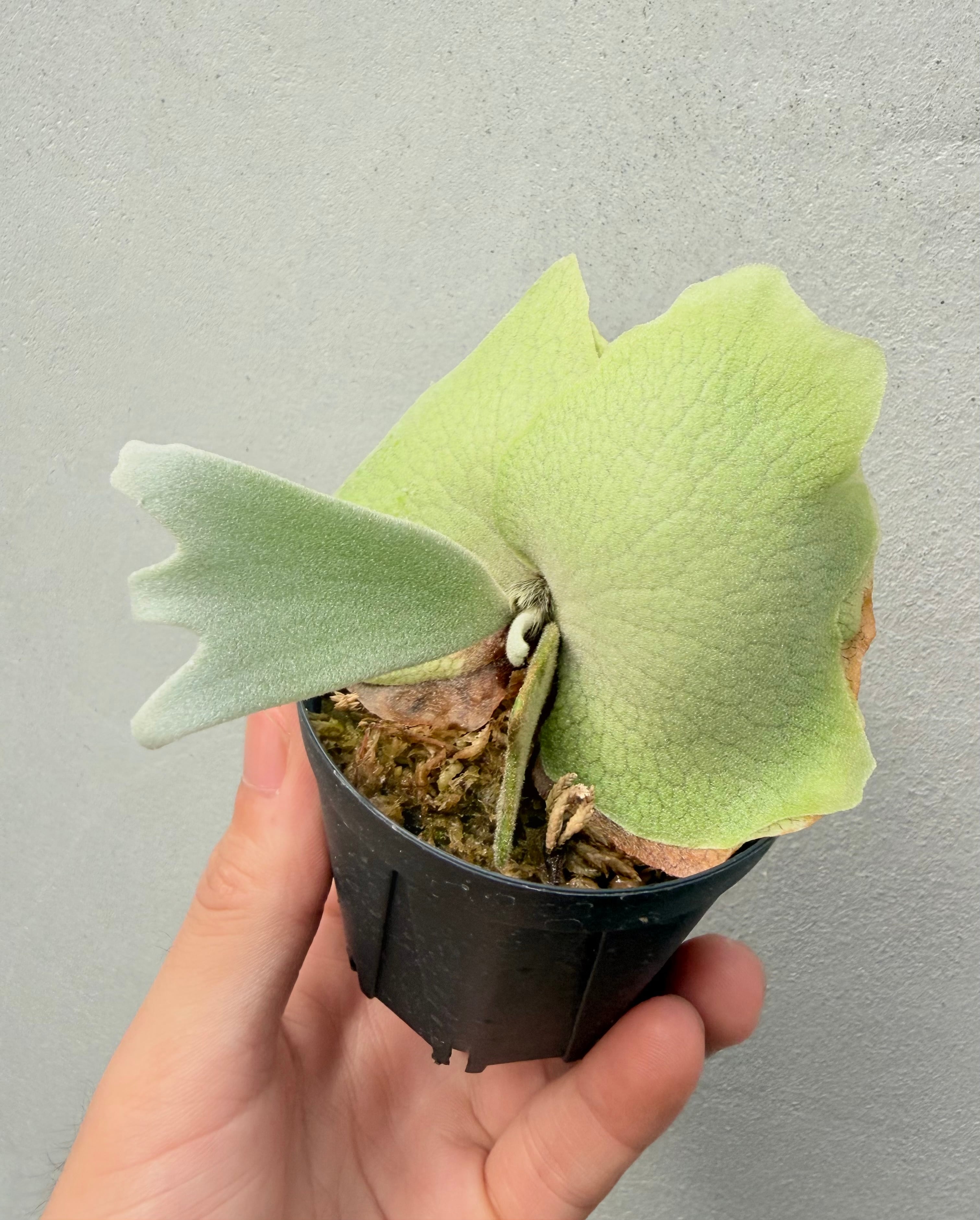 c) P. willinckii 'Frosty Maiden' spore grown ③ビカクシダ