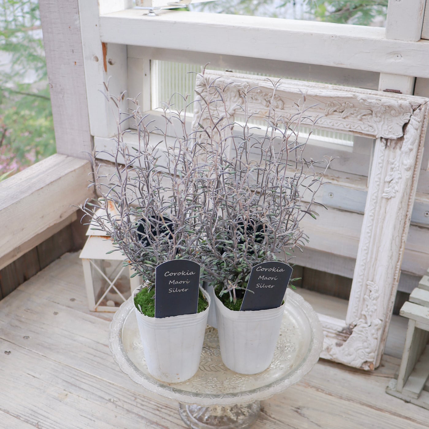 コロキア・マオリシルバー＊繊細な枝姿とシルバーリーフが美しい常緑