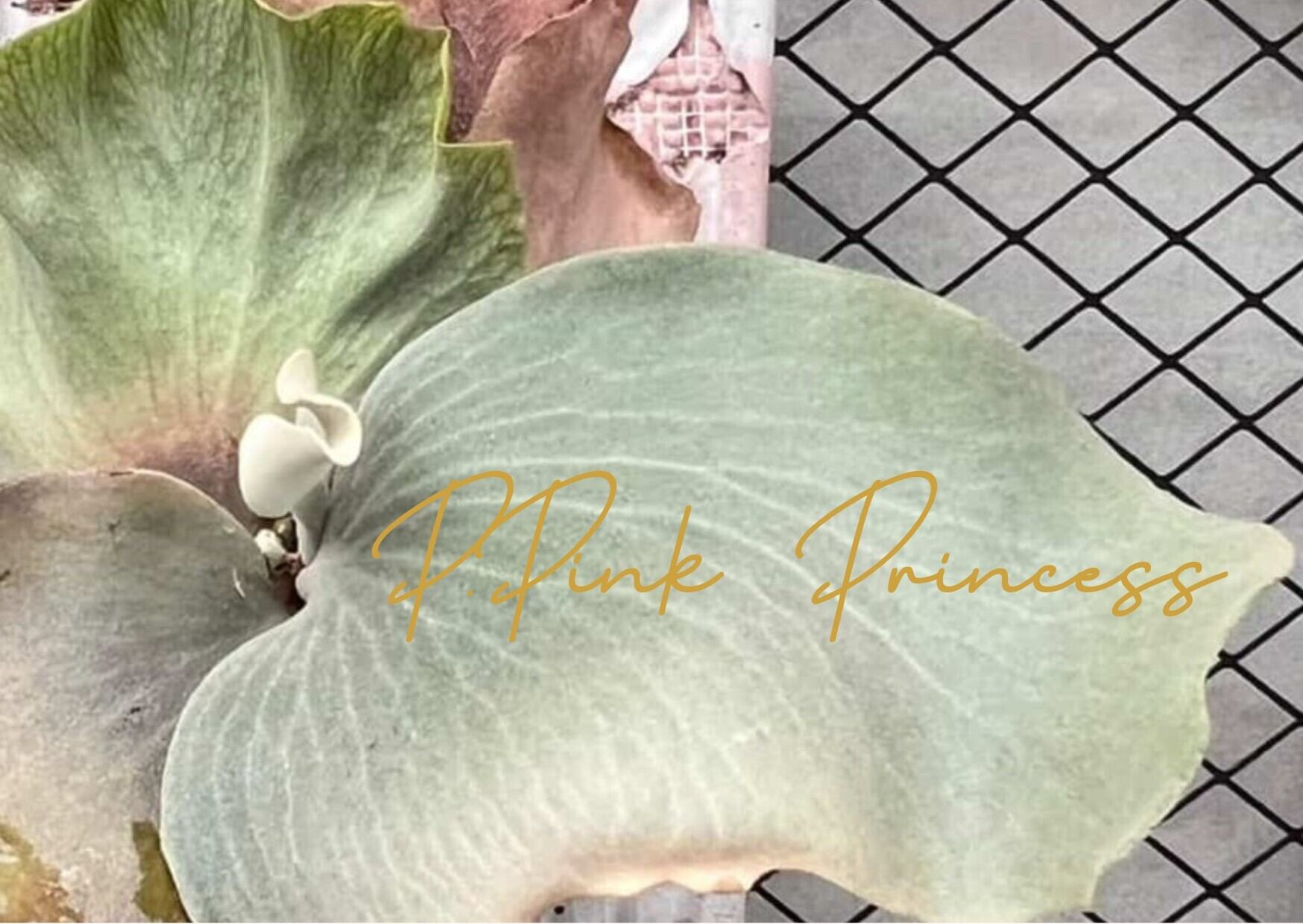 ビカクシダ P.Pink princess spore | Plants.Links