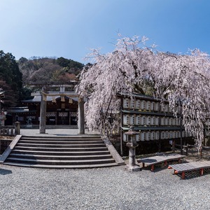 枝垂れ桜が咲き誇る大石神社
