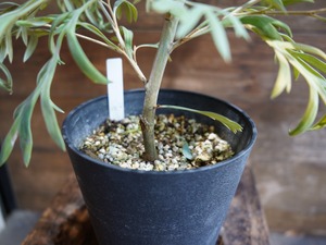 【現物】グレビレア　”ドーンパープル”　B