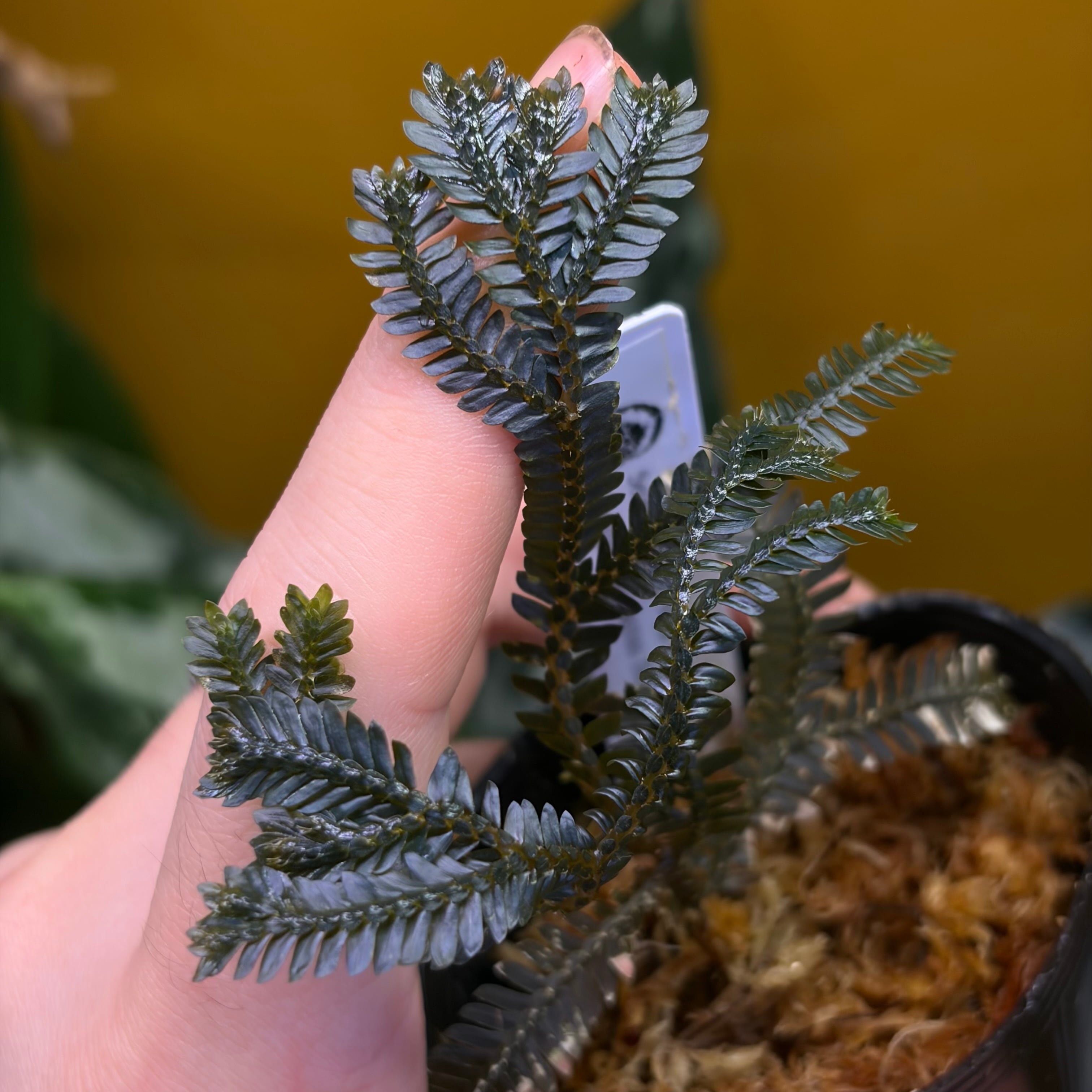 Aglaonema nitidum 