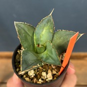 アガベ　オテロイ　実生【600】