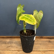 【クリアランス】フィロデンドロン テヌー【122】