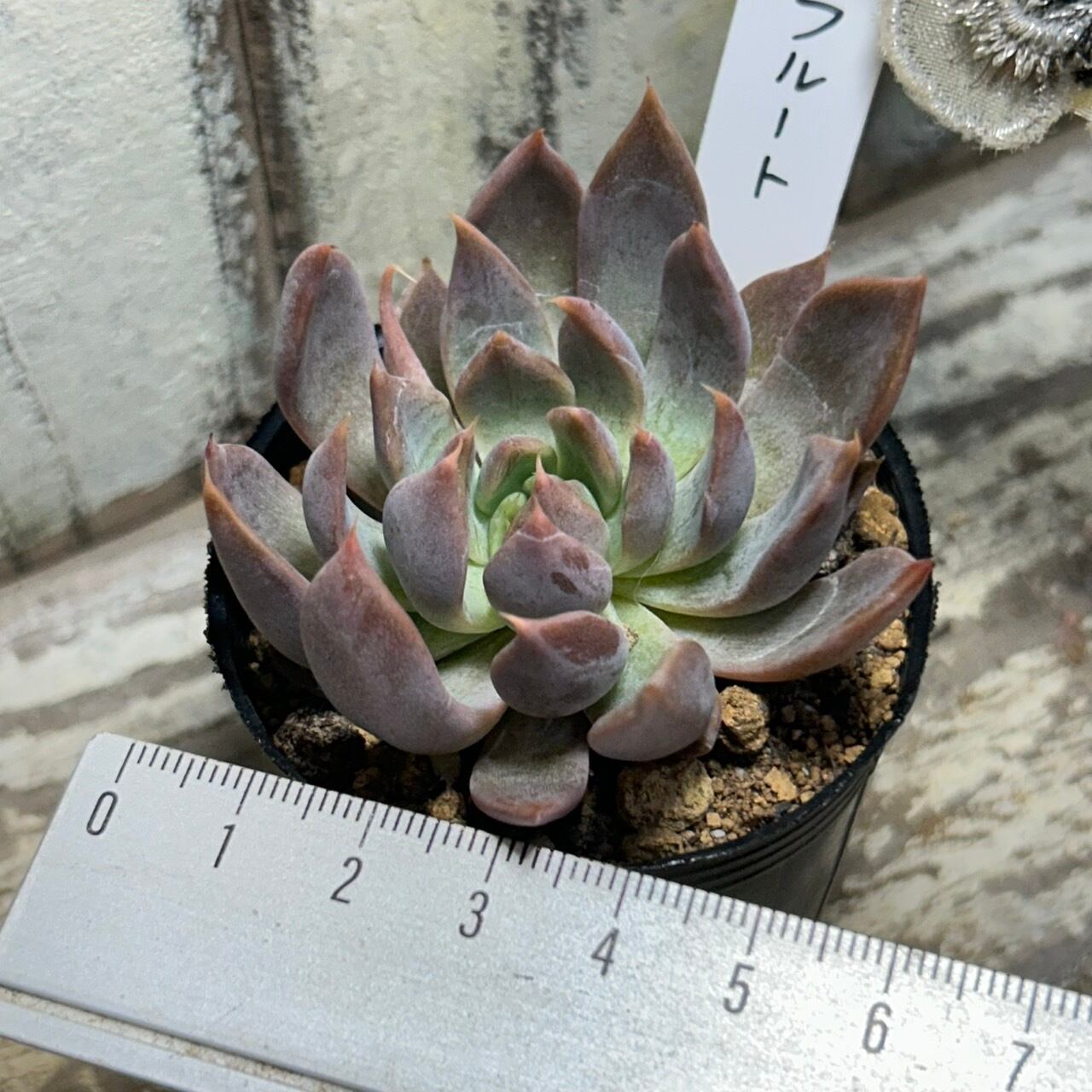 美苗マジックフルート　レア種 マジックフルート | RuPo 多肉植物専門店