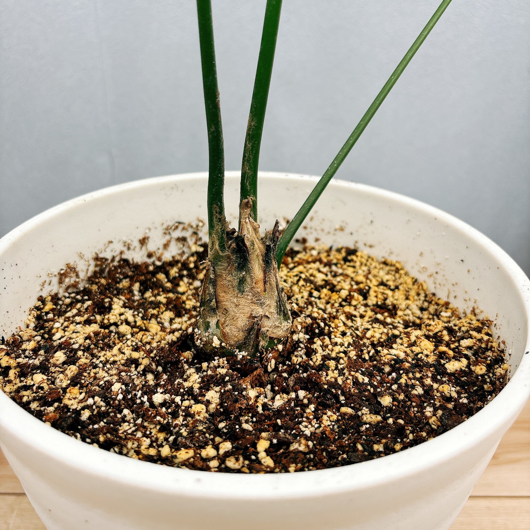 現品］【希少】1番 ディオーンスピヌロスム 7号 観葉植物 レア 