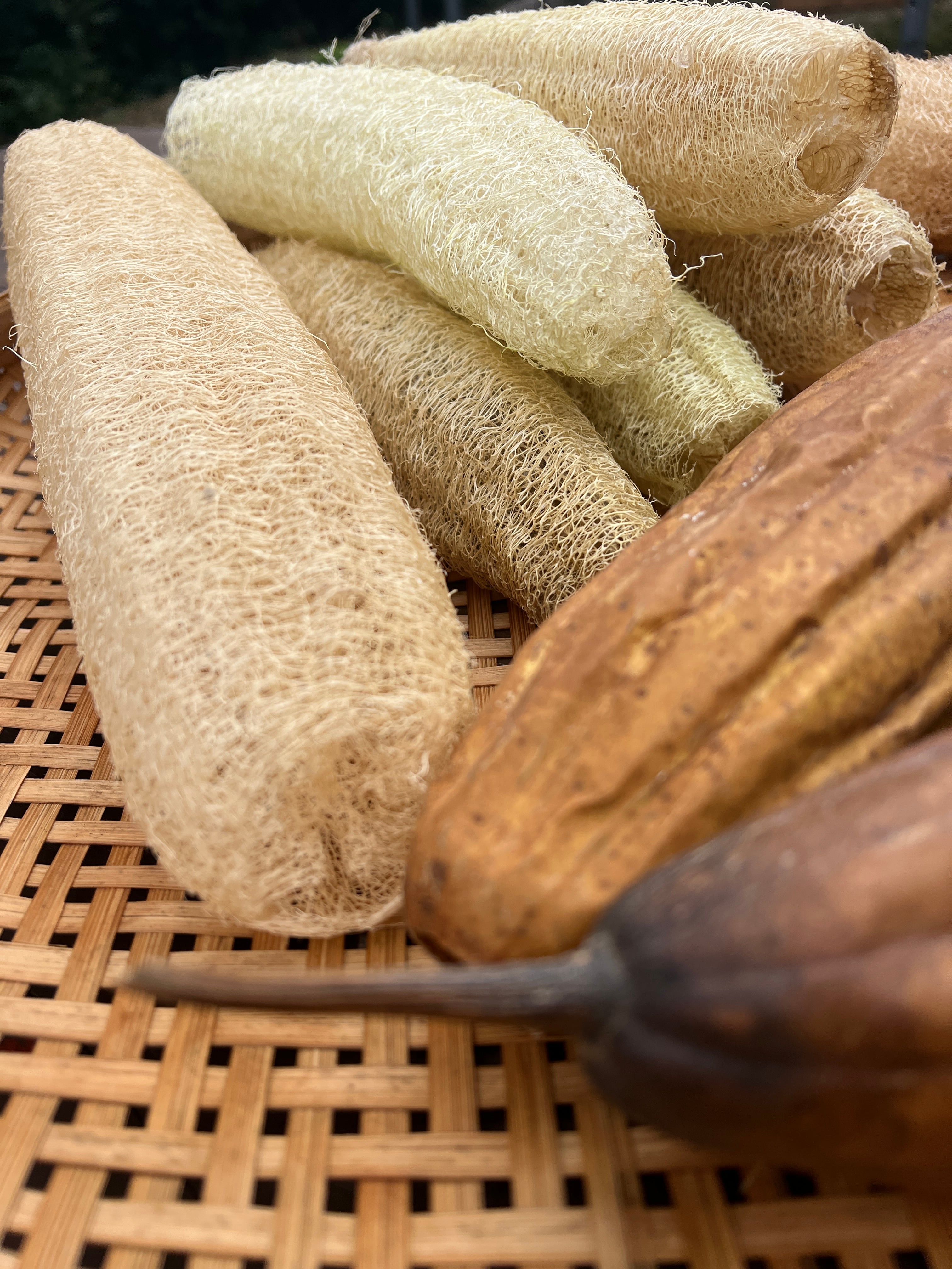 ヘチマたわし中(20cm未満) | NaNaya Farm