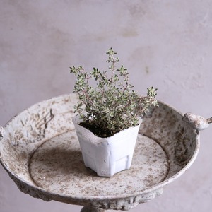 モンディマンシェ　ハーブ　 シルバータイム　宿根草|寄せ植えにオススメ　カラーリーフ　庭、花壇にオススメ　丈夫　初心者にオススメ　