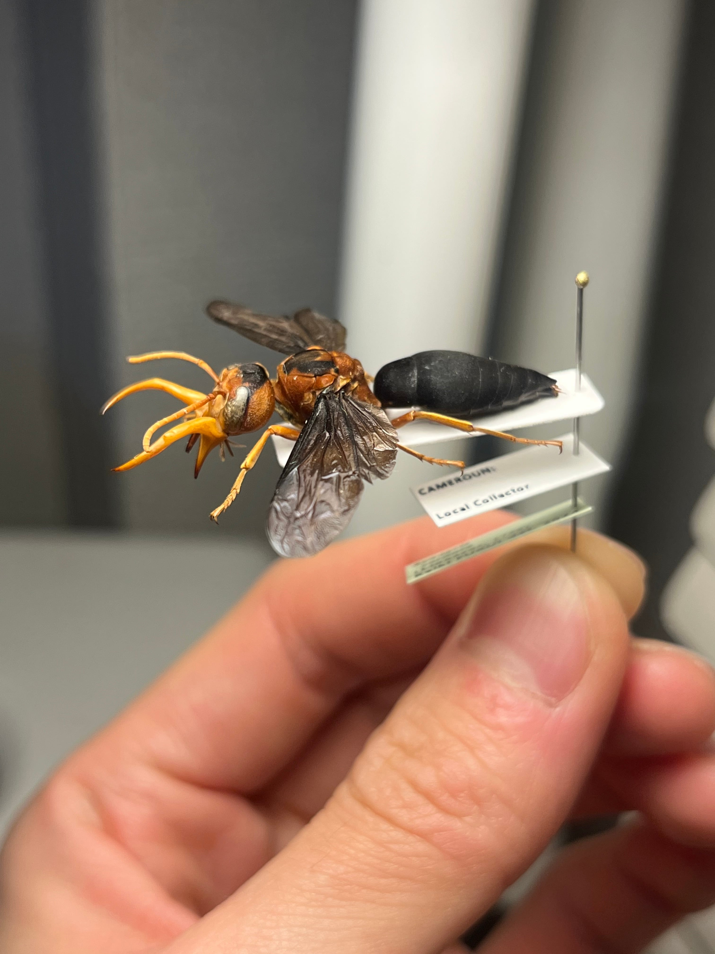 極美展足】オオキバドロバチ タランチュラホーク バードイータームカデ