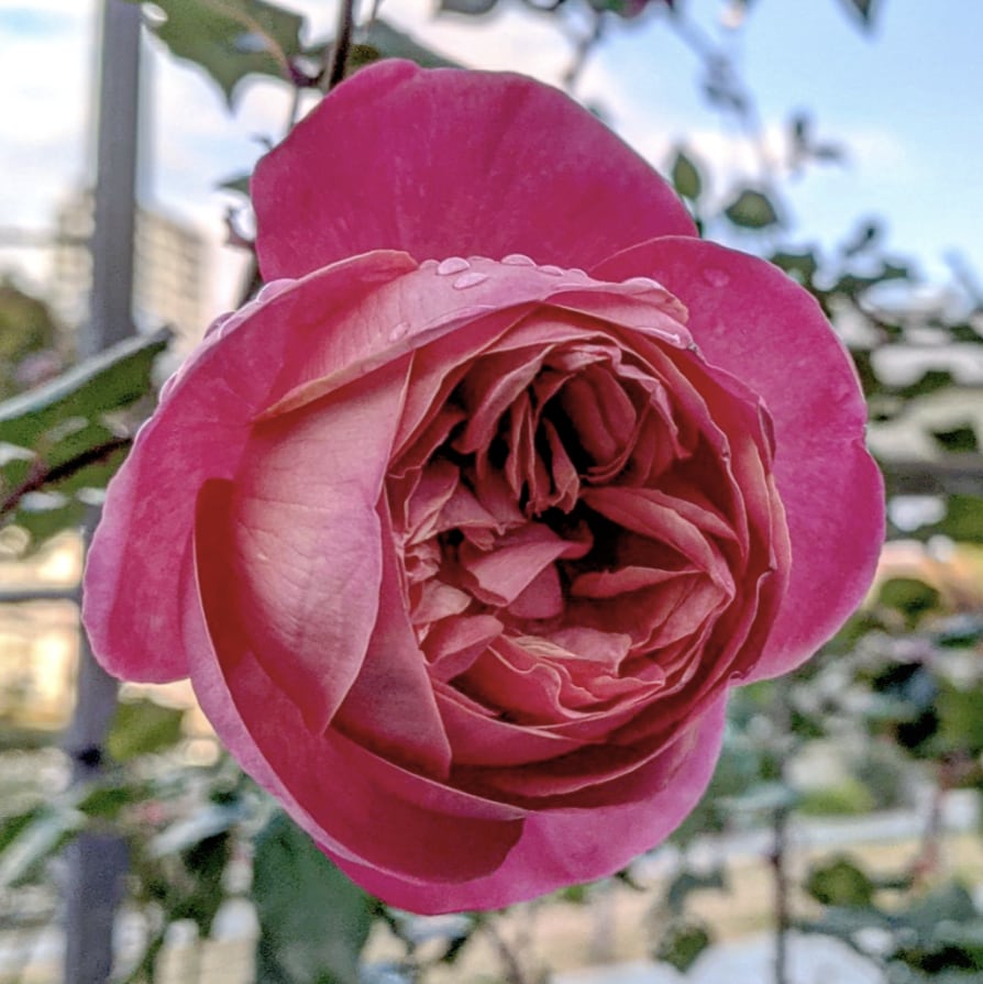 バラ苗 ばら苗 挿し木苗 ピンクのバラ バラ苗 ばら苗 挿し木苗