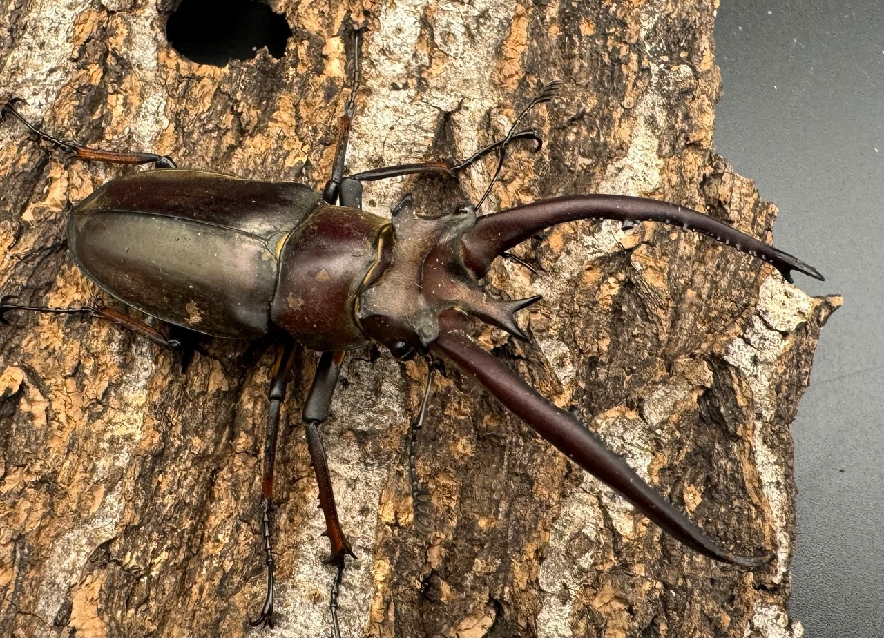 【WD】《プラネットミヤマ 74mm ペア》