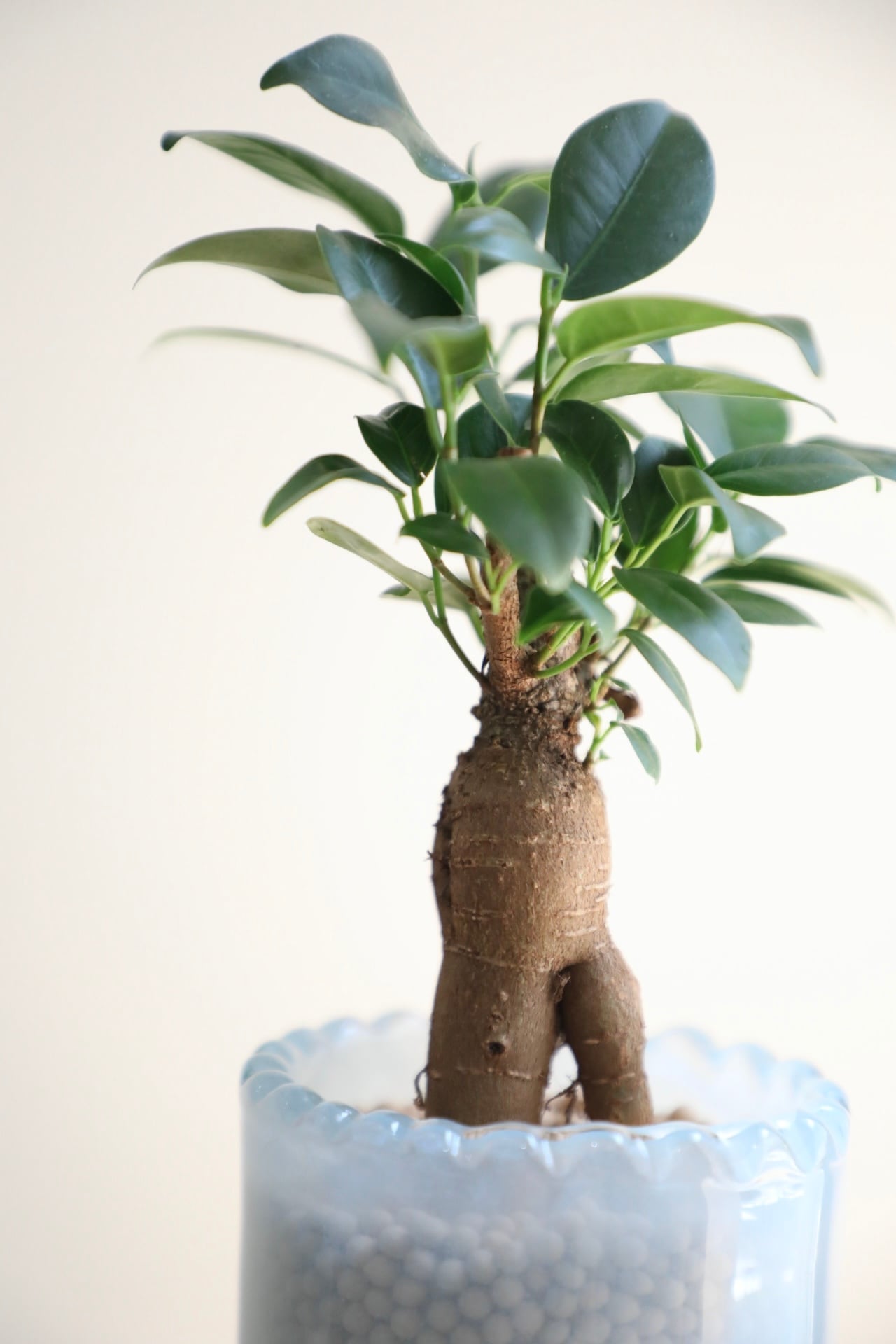 S】【土不使用】ガジュマル/Ficus microcarpa | 【厳選植物・器