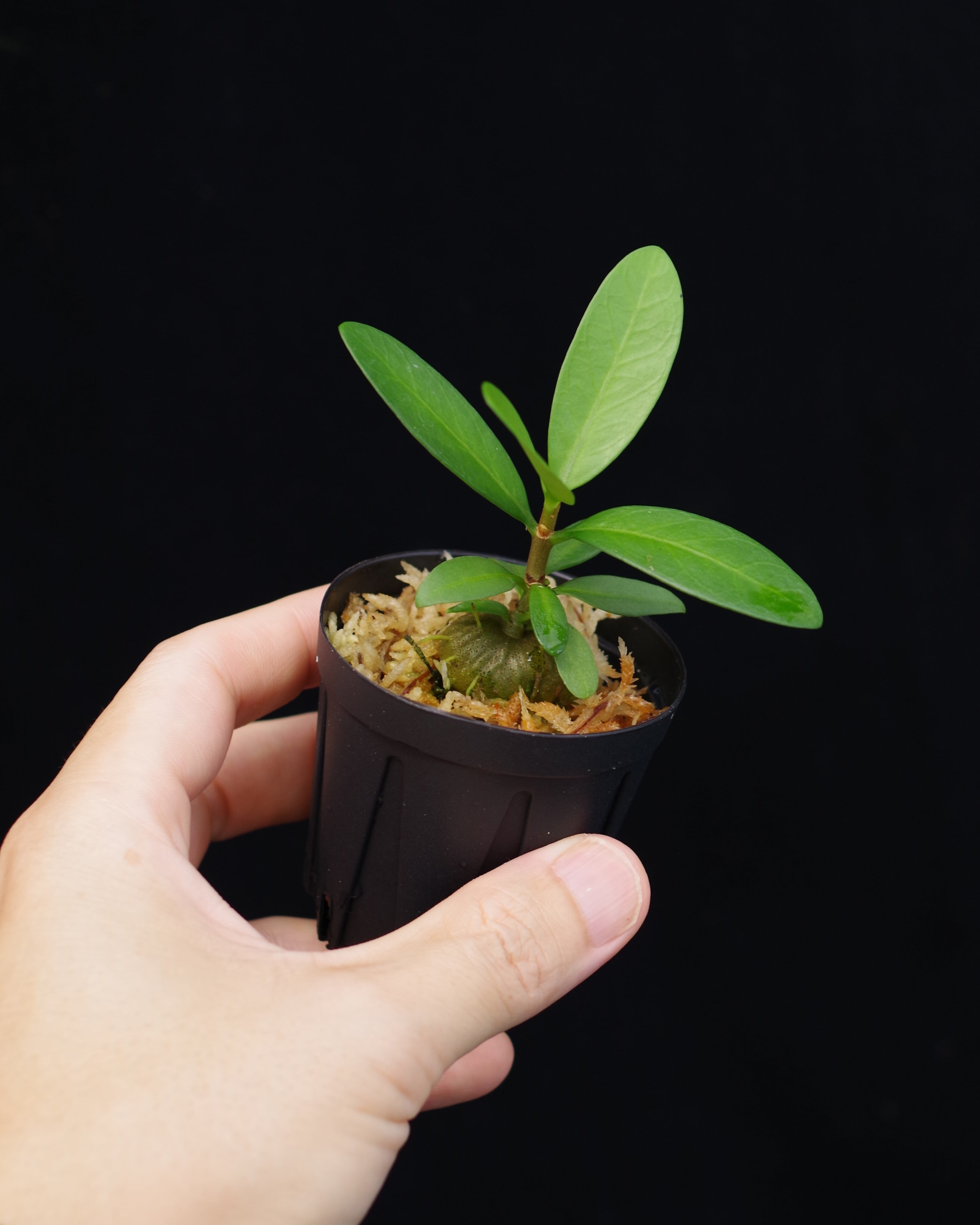 P.Willinckii cv. White Rose【artPLANTs】ビカクシダ/Platycerium