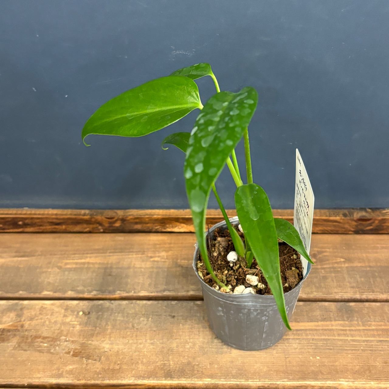 モンステラ バールマルクスフレーム【1011】