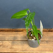 モンステラ バールマルクスフレーム【1011】