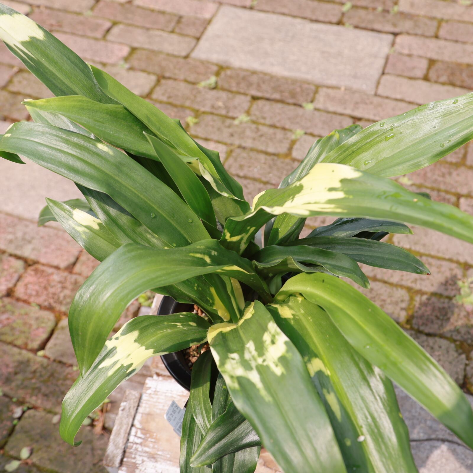 万年青斑入り 苗/種など 株 斑が美しい