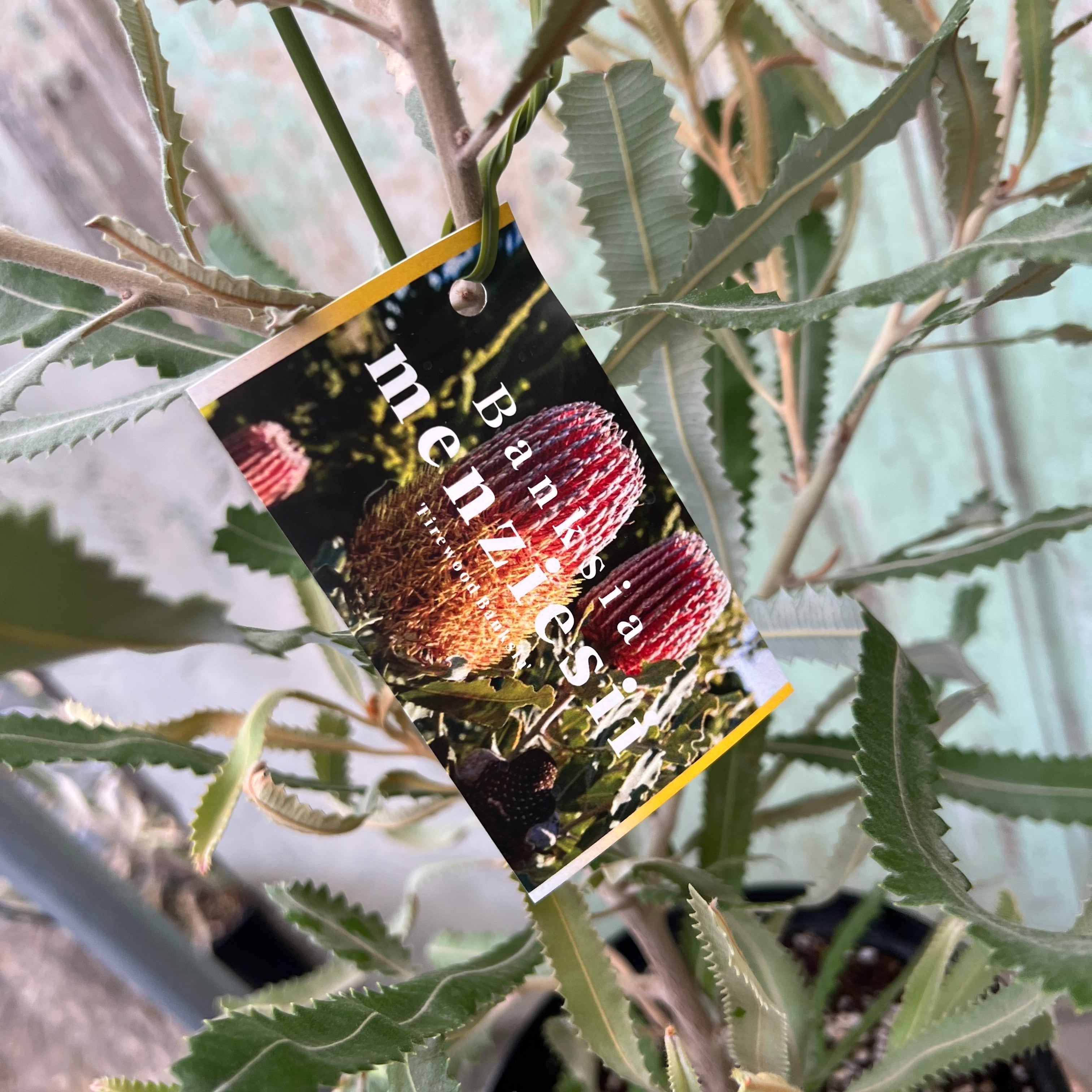 バンクシア メンジーシー② | 沼ノ上農園