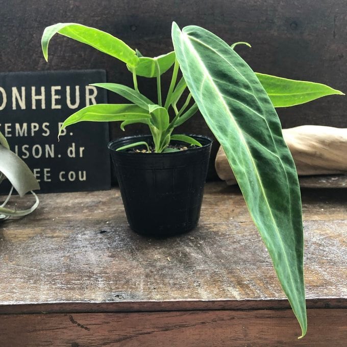 アンスリウム ワロクアーナム 「Anthurium warocqueanum 」】 観葉植物
