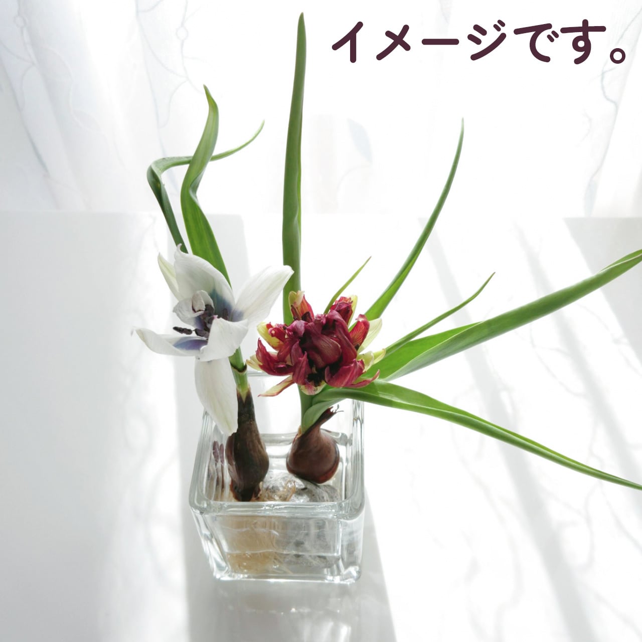 数量限定〉花つき球根 ミニチューリップとヒヤシンス 7球セット