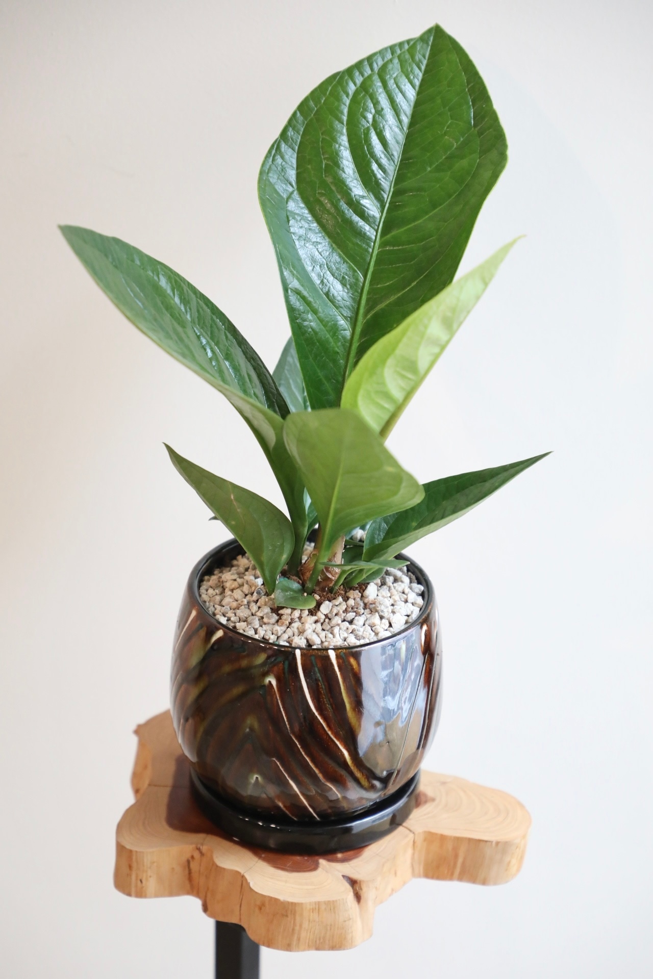 【M】アンスリウム ジェンマニ/anthurium　 ※陶器鉢付き