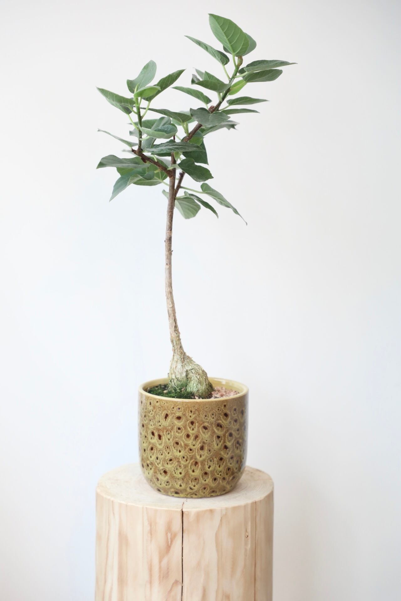 フィカス　パルメリー、コーデックス（鉢付き対応可） ぷっくりと膨らんだ塊根部分から出るハート型の涼しげな葉っぱ