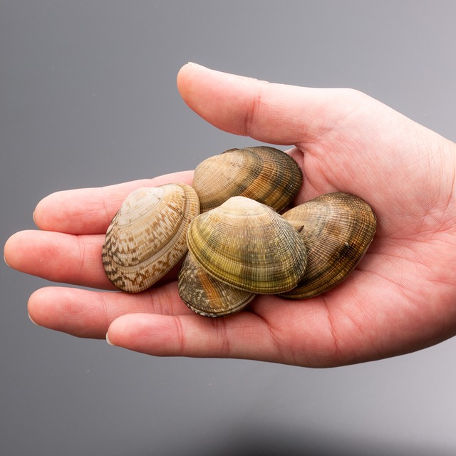 2026年2月13日（金）発送【さりひめ特大】完全国産 活あさり5kg