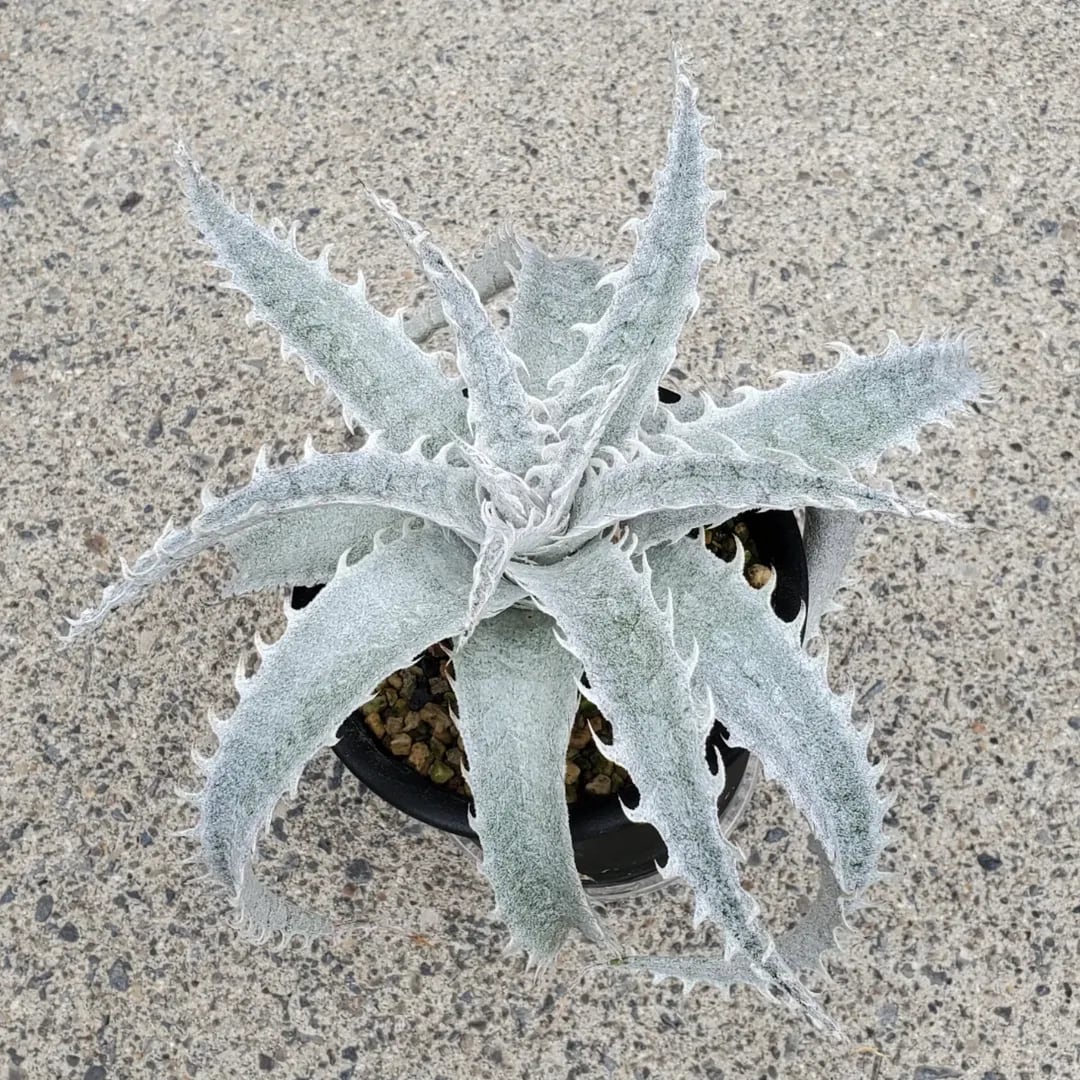 レアプランツ通販サイトPlants Maniax（プランツ・マニアックス）